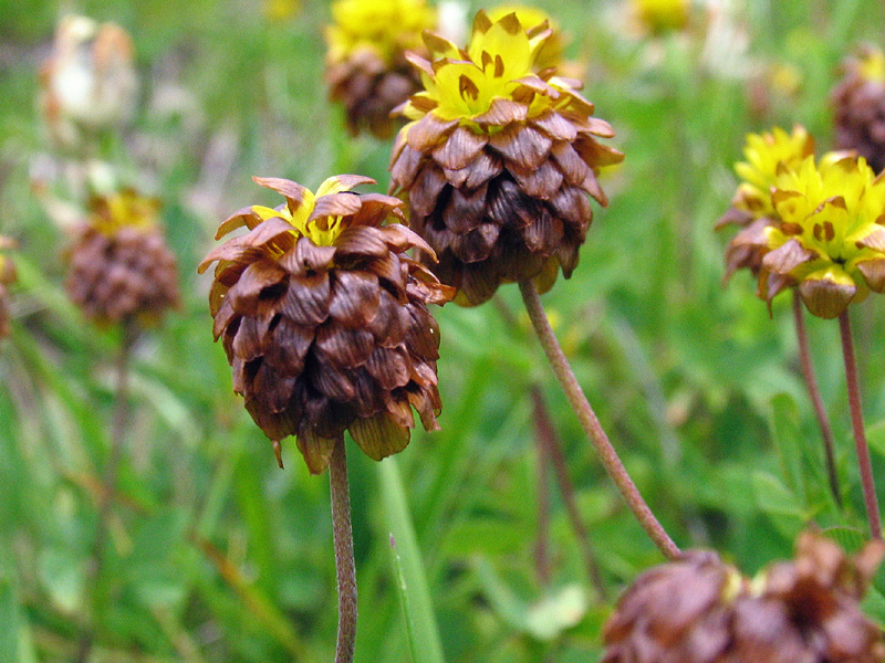 Trifolium badium Schreber / Trifoglio bruno